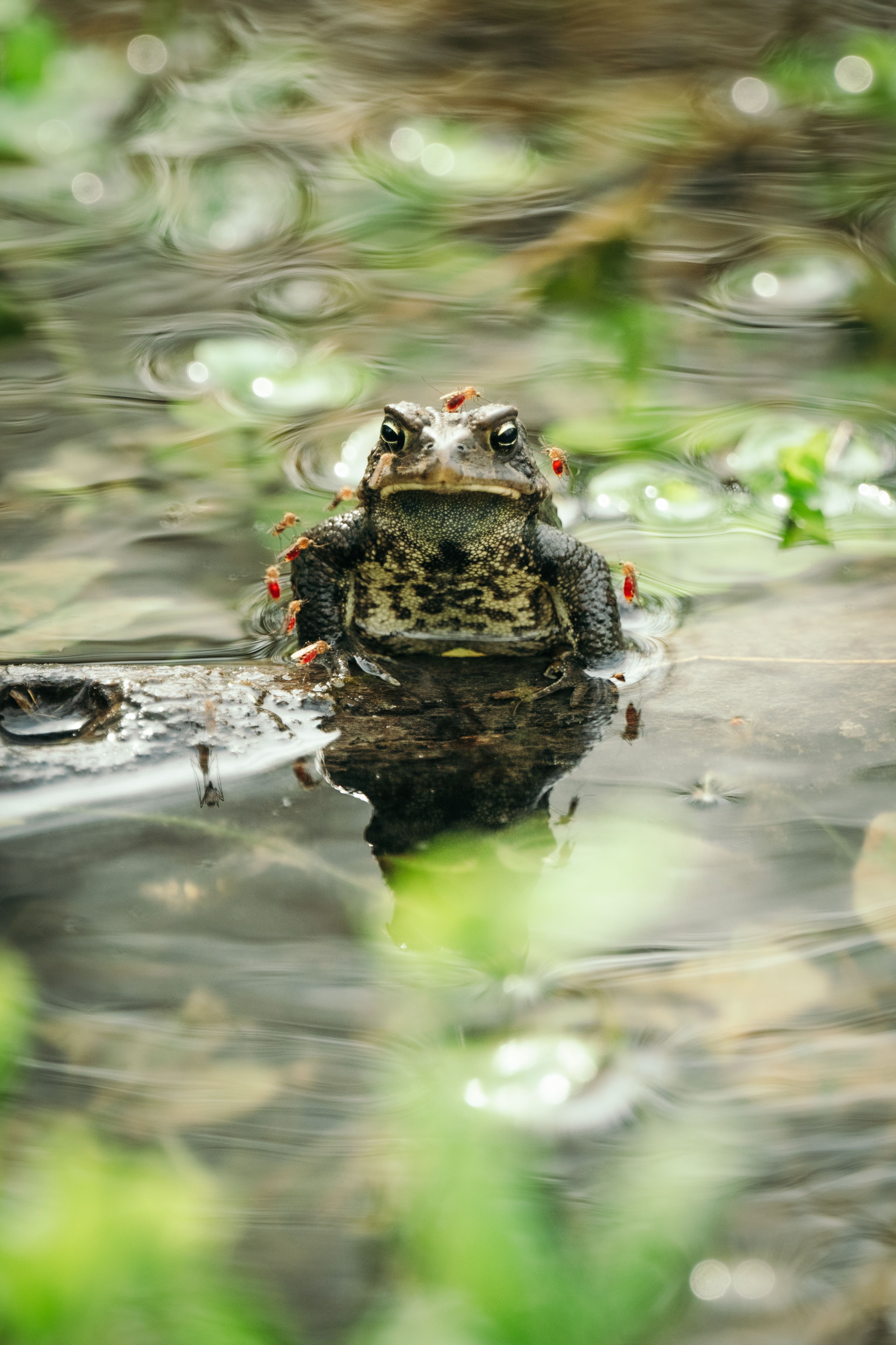 A frog in shallow water with its reflection visible